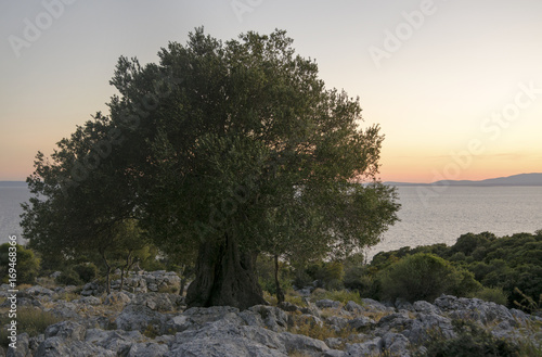 Fototapeta Naklejka Na Ścianę i Meble -  olive tree