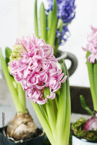 Hyacinth flowers decoration