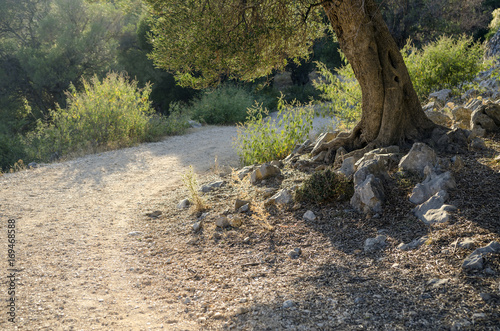 Bild auf Leinwand olive tree
