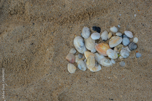 sandy beach. Background With shells