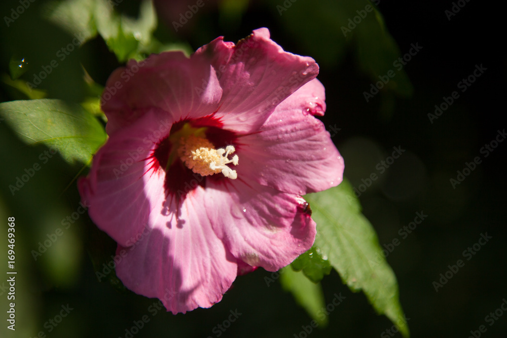 Macro of pink hibiscus flower with raindrops Macro of pink hibiscus flower with raindrops
