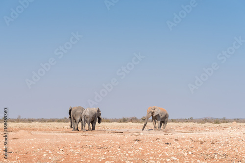 Three african elephants at the Rateldraf waterhole