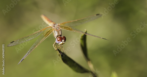 Dragonfly © Diarmuid