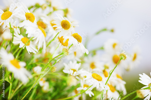 Chamomile among flowers