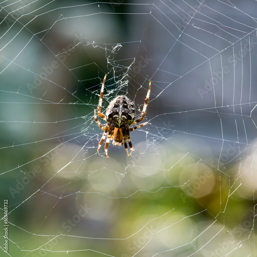 Female cross spider in the web