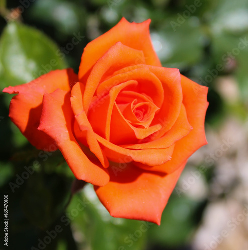 Orange Rose 