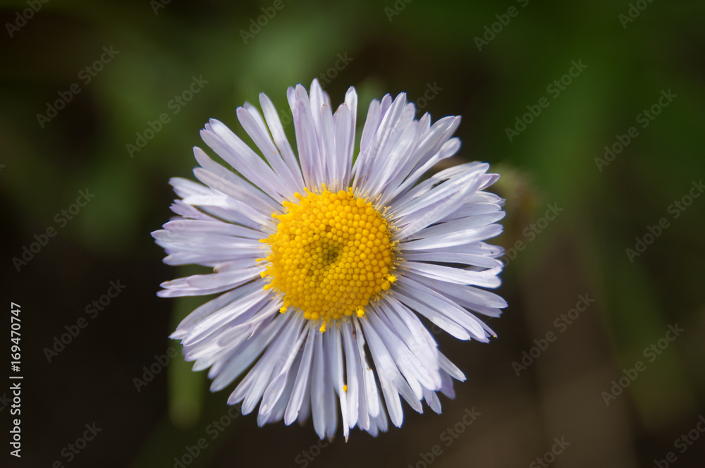 Fototapeta premium Yellowstone Wildflowers