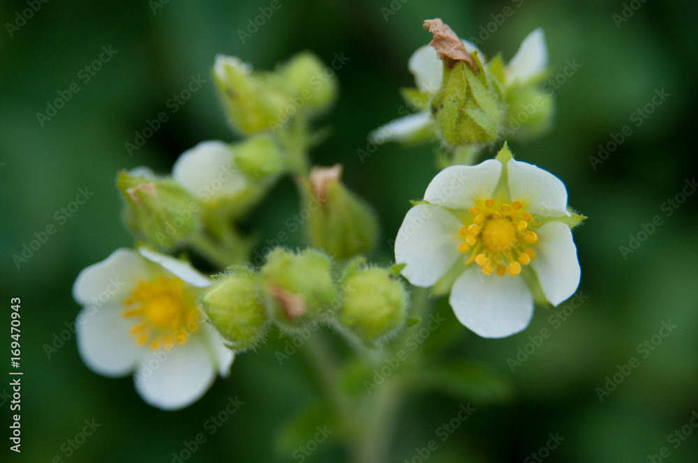 Yellowstone Wildflowers