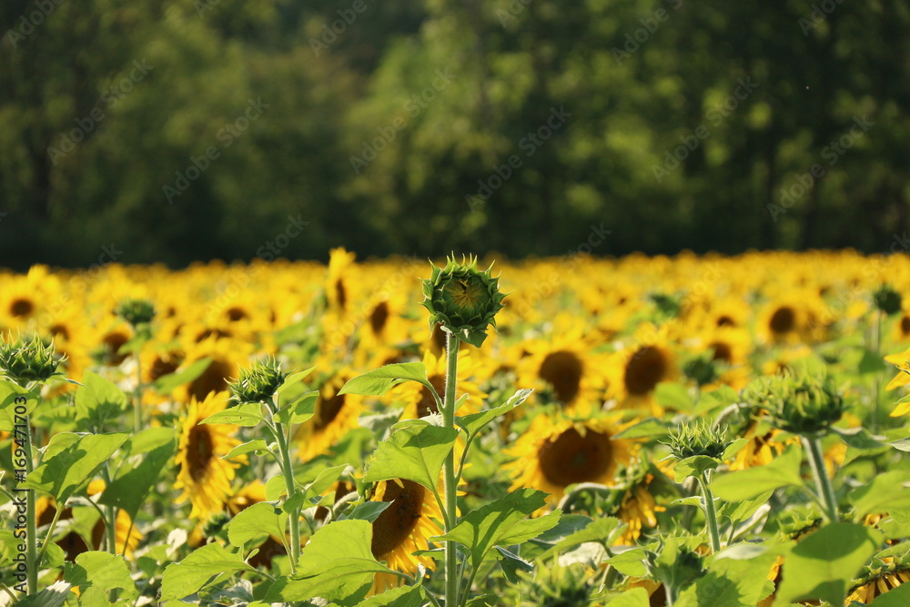 Obraz premium Sonnenblumenfeld in Eichstätt