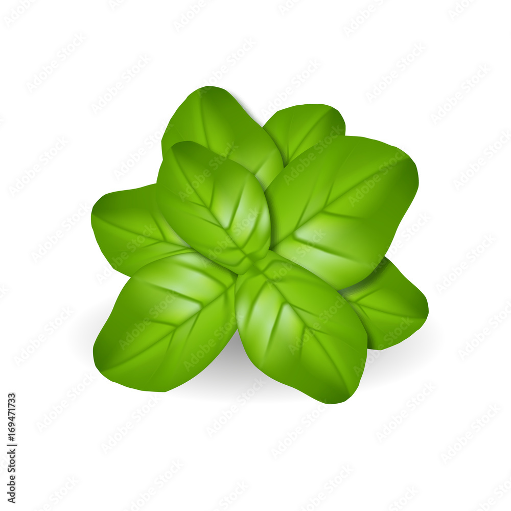 Realistic branch of basil. Green 3d leaves of spices. Vector illustration on white background Realistic branch of basil. Green 3d leaves of spices. Vector illustration on white background