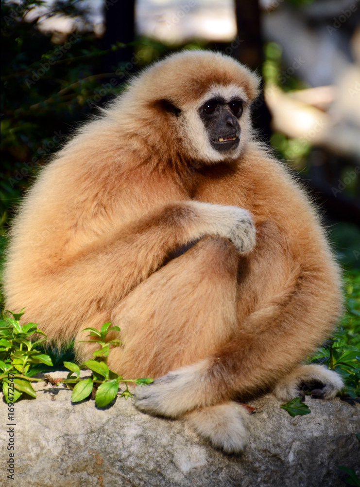 Obraz premium White-handed gibbon (Hylobates lar) Chiang Mai zoo