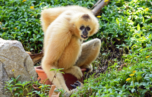 Southern white-cheeked gibbon (Nomascus siki) Chiang Mai zoo