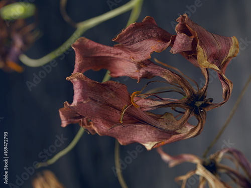 Close up of wilted flower