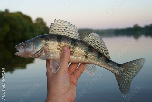 Fototapeta Volga zander in fisherman's hand