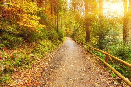 Pathway through the autumn forest © Ryzhkov Oleksandr