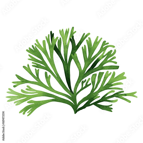 Green Seaweed, kelp,coral in the ocean, watercolor hand painted green seaweed element isolated on white background. Watercolor illustration design. With clipping path.
