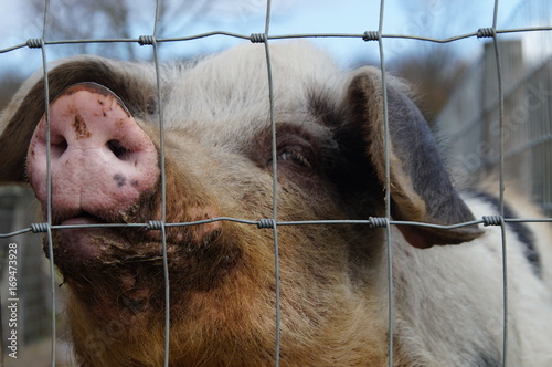 Woolly Pig Head Behind Fence