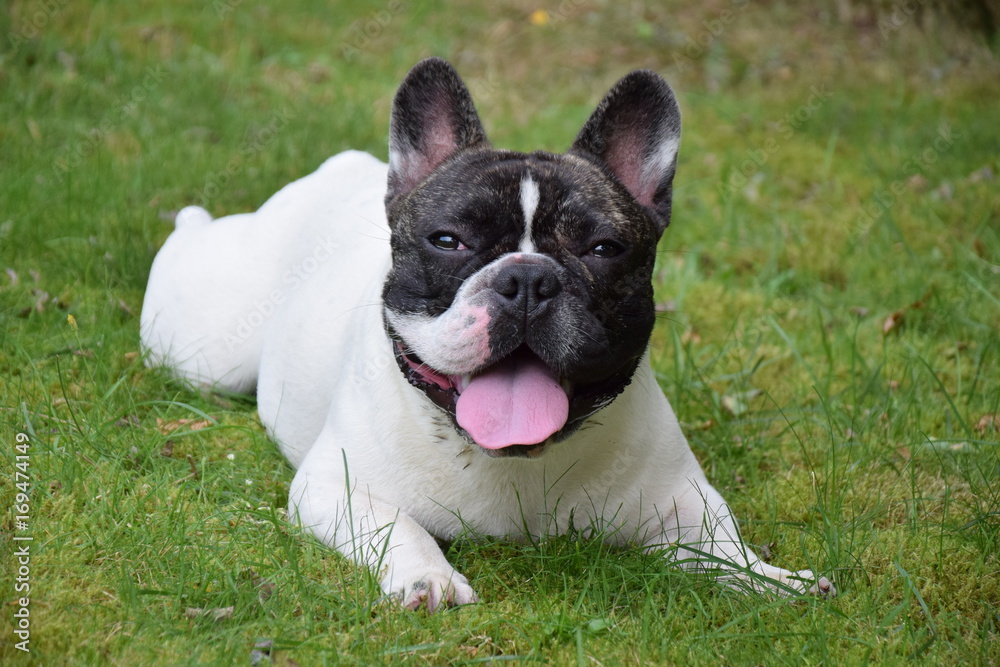 Fototapeta premium bouledogue français