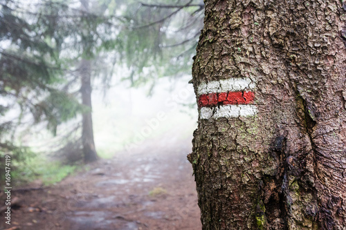 Foggy day in mountains