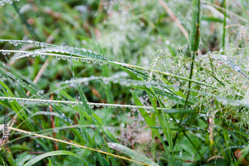 Green meadow with water droplets in the morning