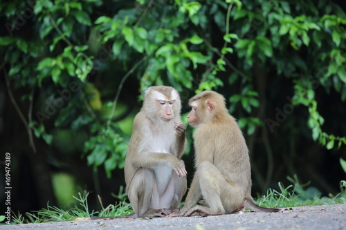 Crab-eating macaque (Macaca fascicularis) in Khao Yai National Park, Thailand