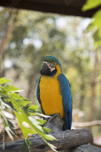 Parrot staring