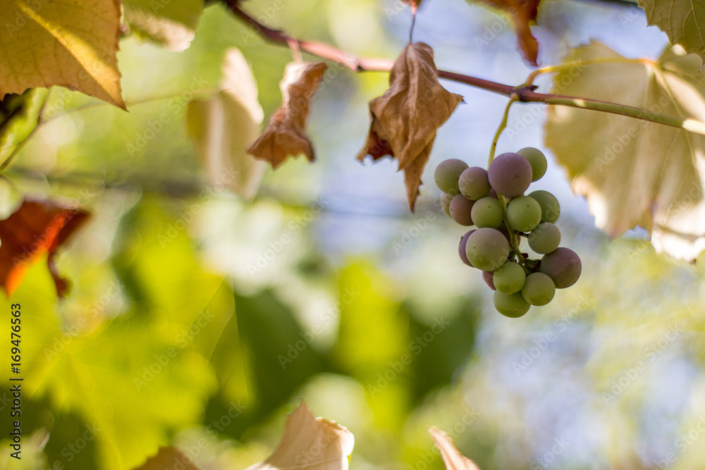 Fototapeta premium semi ripe grapes 