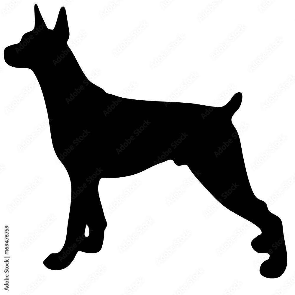 Silhouette of a dog.Vector illustration of doberman pinscher. Silhouette of a dog.Vector illustration of doberman pinscher.