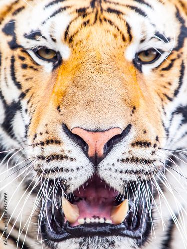 Young siberian tiger portrait with open moutn and shap teeth. photo