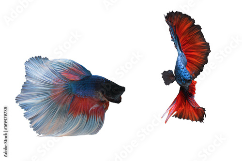 Capture the moving moment of two Siamese fighting fish , betta fish isolated on white background.