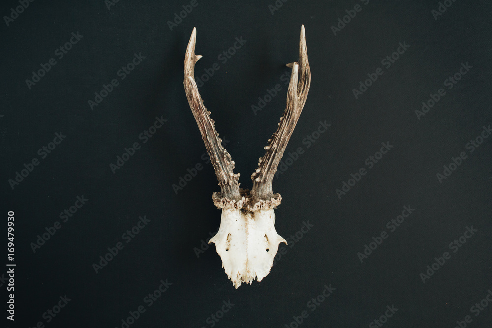 Goat horns on black chalk board background. Flat lay, top view hipster concept. Goat horns on black chalk board background. Flat lay, top view hipster concept.