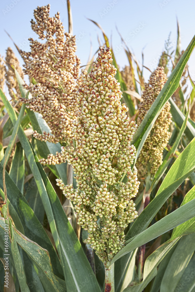 Obraz premium Sorghum bicolor