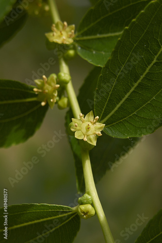 Ziziphus jujuba bloom