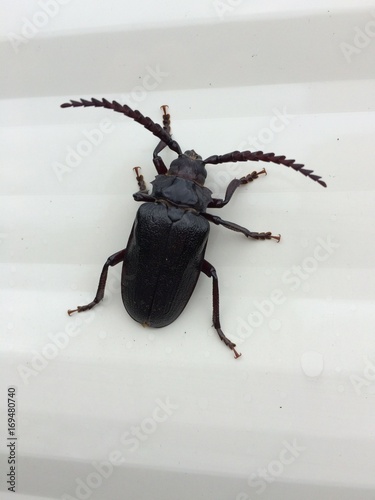 assassin beetle