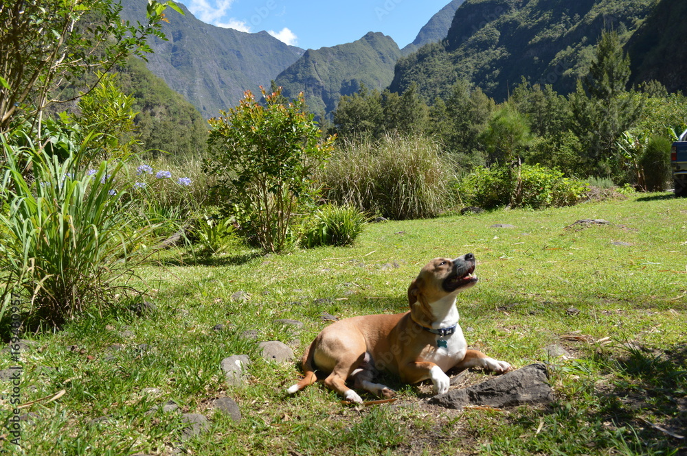 Reunion island mountain and dog Reunion island mountain and dog