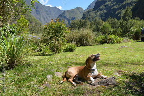 Reunion island mountain and dog