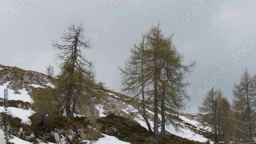 Larici in alta quota