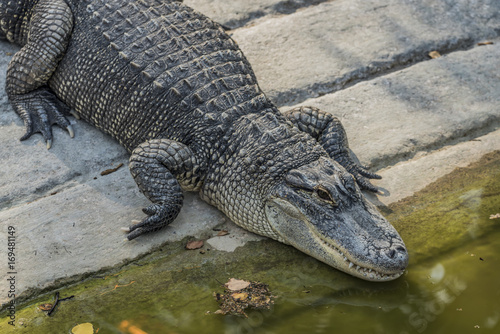 Crocodile near water pond in sunny day