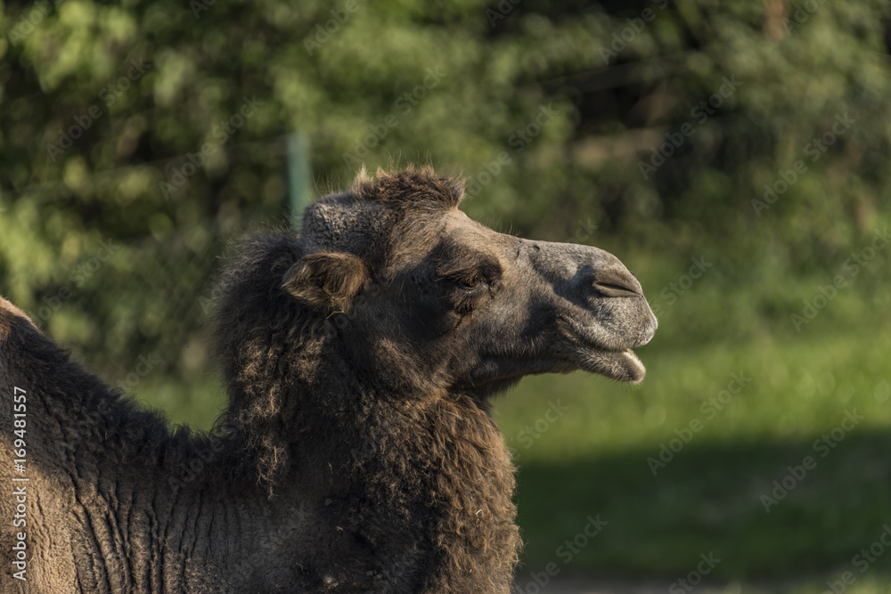 Fototapeta premium Camel in green grass on sand place