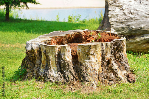 Tronco di albero marcio all'interno. photo