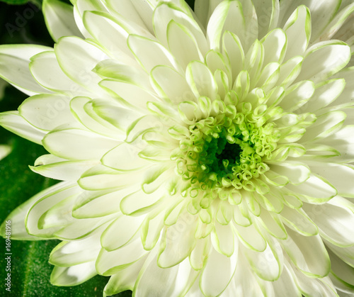 Billede på lærred Light-green Chrysanthemum