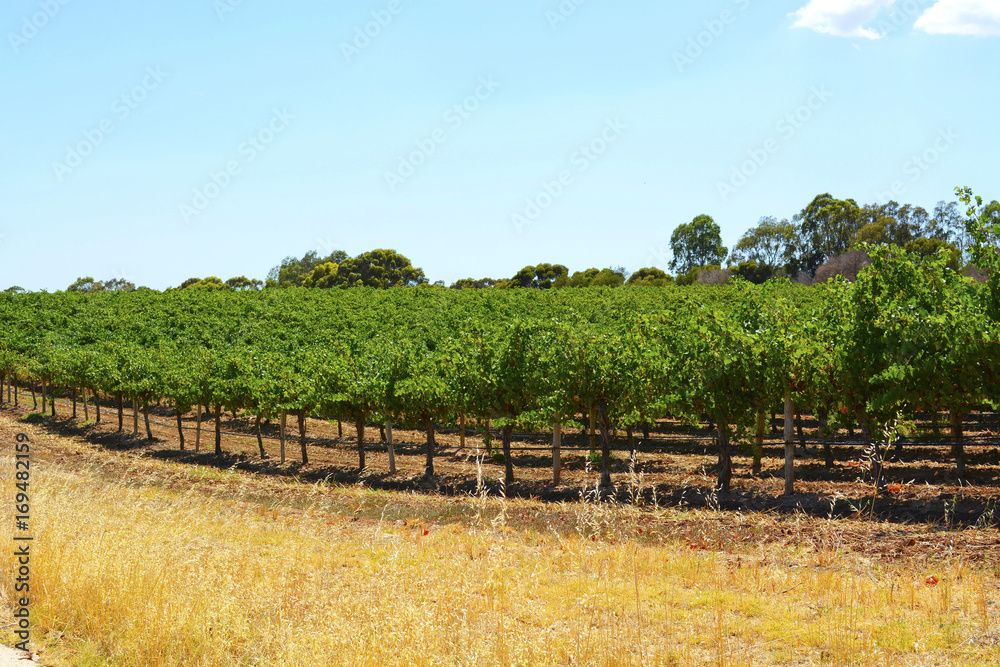 Obraz premium Rows of Grape Vines