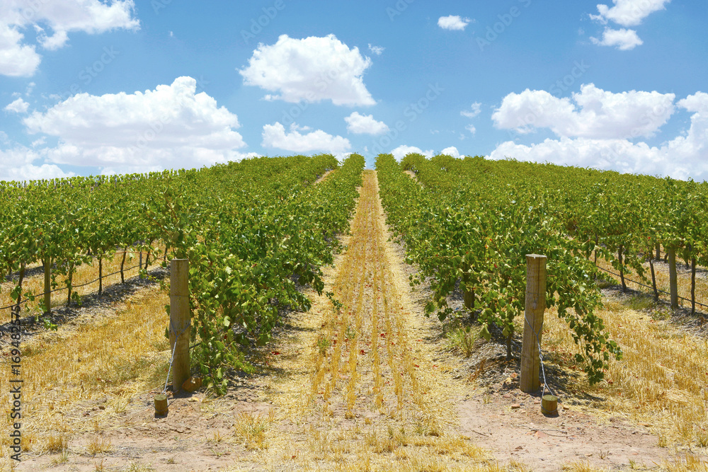 Rows of Grape Vines