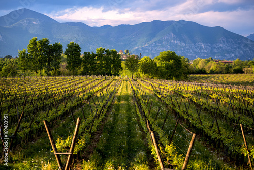 Vineyards in Franciacorta at sunset, Brescia province, Italy, Lombardy district, Europe. photo