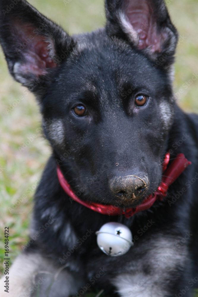 German Shepherd Puppy