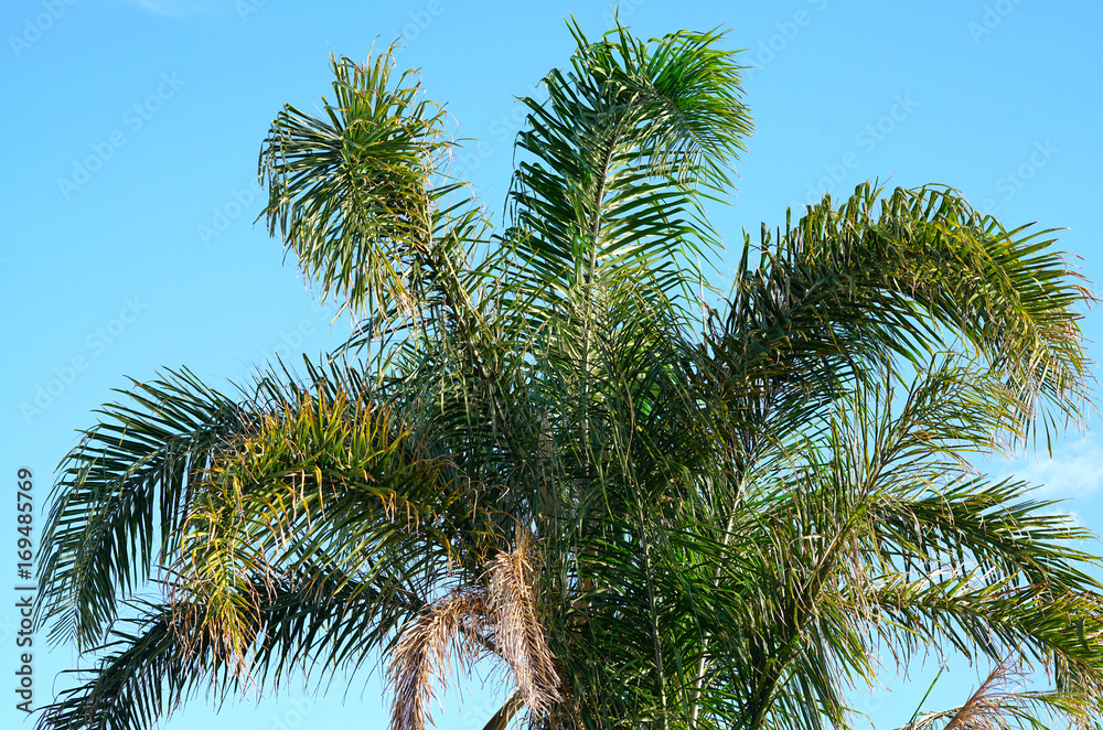 Australian Golden Cane Palm tree fronds
