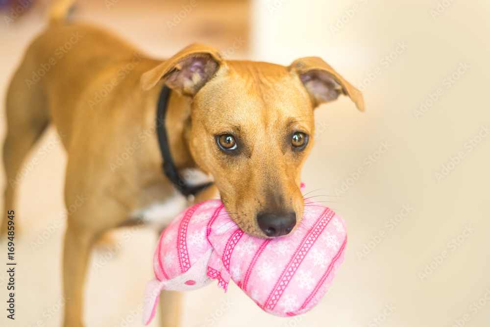 A small brown dog plays with a pink toy.