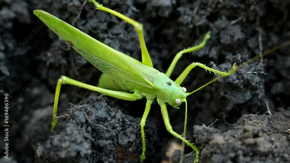 Big green grasshopper lays her eggs in the soil Big green grasshopper lays her eggs in the soil