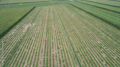 Aerial view of the vegetable field from drone