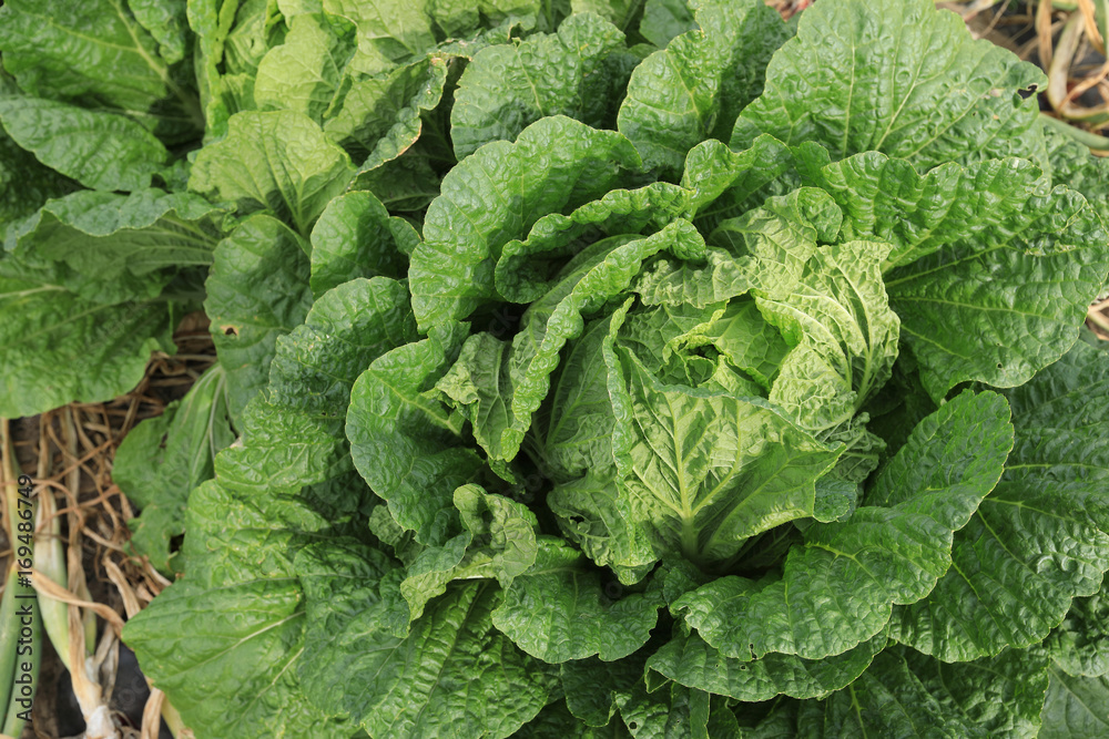 chinese cabbage and onion in growth at field